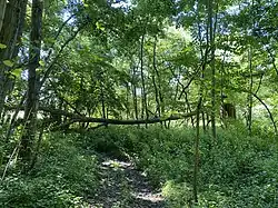 Erlen-Bruchwald am südlichen Ende des Hubbelrather Naturschutzgebietes (Düsseldorf)