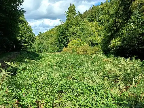 Bachauen des Klafterbachs