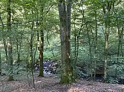 Kollenbach im Buchenwald