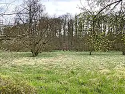 Feuchtwiese in der Wiembachaue