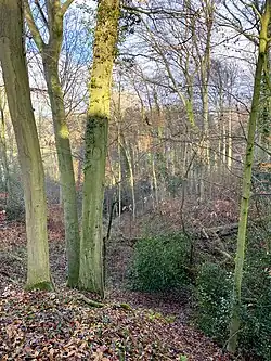 Bewaldeter Steilhang zum Neuenkamper Bach