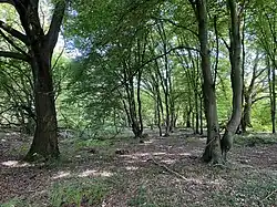 Wald mit Starkholz