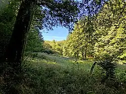 Auwiese im mittleren Leiverbachtal