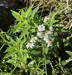 Sumpf-Schafgarbe am Leiverbach