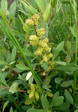 Blühender Gagelstrauch – Charakterpflanze der Moore