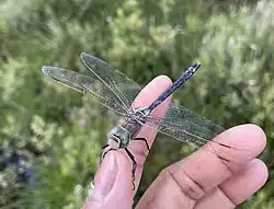 Kleine Königslibelle – zu Gast bei einer Exkursion