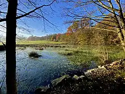 Naturnaher Teich in der Talaue