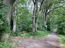 Eichen-/Buchenwald im östl. Teil des NSG