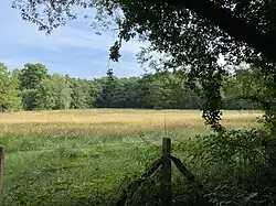 Offene Feuchtwiesenlandschaft