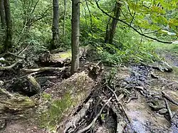 Totholz – wichtig für Insekten und Vögel