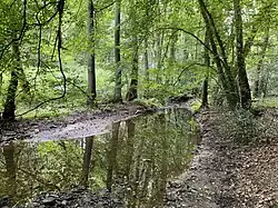 Steinges Bachbett des Hühnerbaches