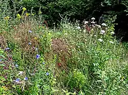 Blütenreichtum am Weg ins NSG