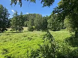 Auwiese mit Hochstaudenflur