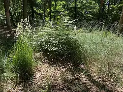 Kleine, sandige Lichtung mit Gräsern in der Hannepützheide