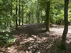 Aufgeforstete Binnendüne Hannepützheide