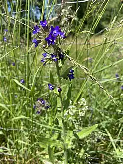 Gemeine Ochsenzunge – zeigt nährstoffarme, trockene Böden an