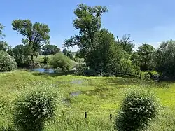 Feuchtgebiet östlich der Stadtmauer von Zons
