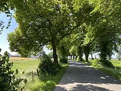 Die Lindenallee zum Diergardthof