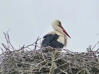 NSG Nußlocher Wiesen, Weißstorch am Horst (Aufn. 2019)