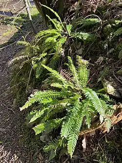 Rippenfarn (Blechnum spicant) am Sengbach