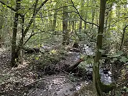 Unteres Oefter Bachtal bei Hausmann