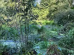 Feuchtgebiet im oberen Birther Bachtal