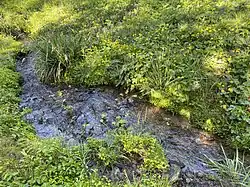 Pflanzenvielfalt am Oelingrather Bach