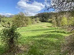 NSG Orchideenwiese bei Heintjeshammer