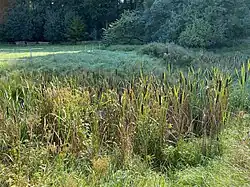 Feuchtbiotop mit Rohrkolbenbestand – Kleineforststraße im NSG