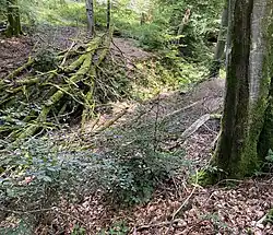 Totholz im und am Oberlauf des Purder Baches