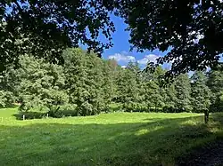 Erlen begleiten das letzte Stück des Wickesberger Baches bis zum Purder Bach