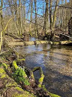 Buschwindröschen an der Gelpe