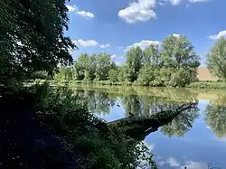 Teich mit Totholz bei Rotthaus