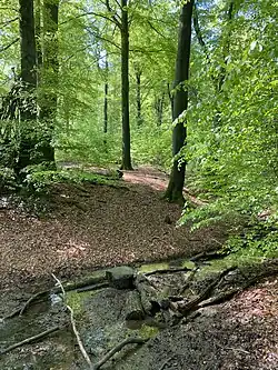 Sickerquellen und kleine, naturnahe Bachläufe