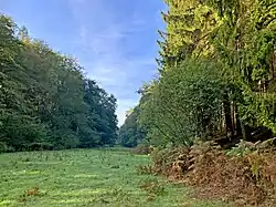 Feuchtgrünland in der Talaue des Burgheimer Bachtal