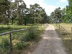 NSG Sandhausener Dünen Pflege Schönau-Galgenbuckel