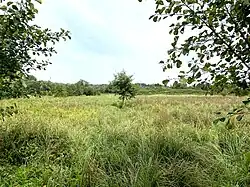 großräumige, seggenreiche Feuchtwiesen im NSG