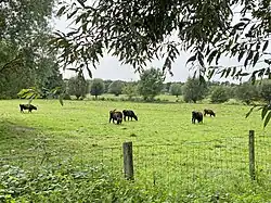 Heckkrinder bweiden die Bruchhause Feuchtwiesen