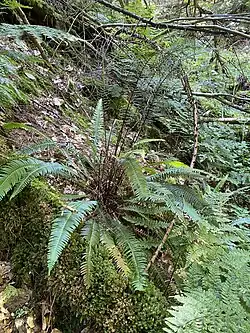 Rippenfarn am Altenhofer Bach