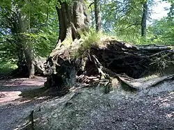 Imposantes freiliegendes Buchenwurzelwerk
