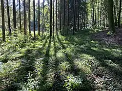 Sauerklee bedeckt den Nadelwaldboden im Straßweger Bachtal