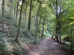 Wanderweg auf der Westseite des NSG