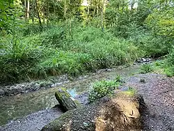 Seggenbestand am oberen Stinderbach