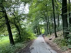 Buchenwald am südlichen Talhang