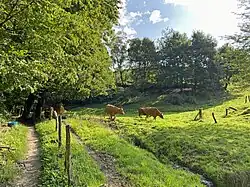 Rinderweide im Dorper Bachtal