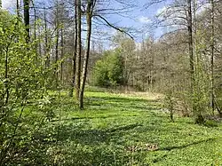 Feuchtwiese am Oberlauf