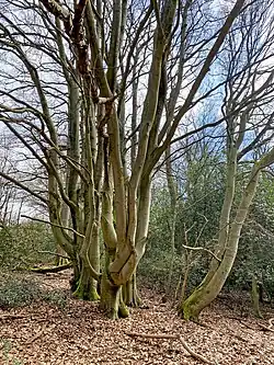 Hainbuchen-Altbestand am Bach