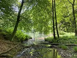 Einmündung in einen großen Waldteich nördl. Dahlhausen