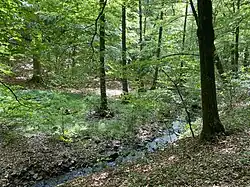 Die Wolfsbecke – naturnaher Mittelgebirgsbach