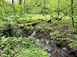 Mixsiepen im Erlenauwald kurz vor der Mündung in den Bökerbach